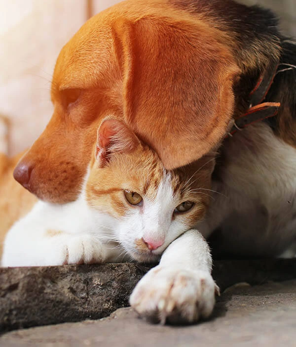  furever 9   